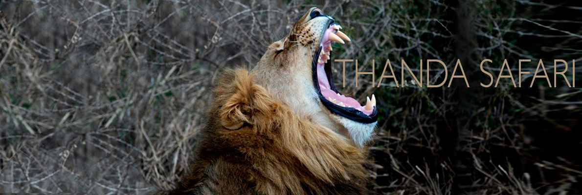 THANDA SAFARI COVER 1190x400 2016